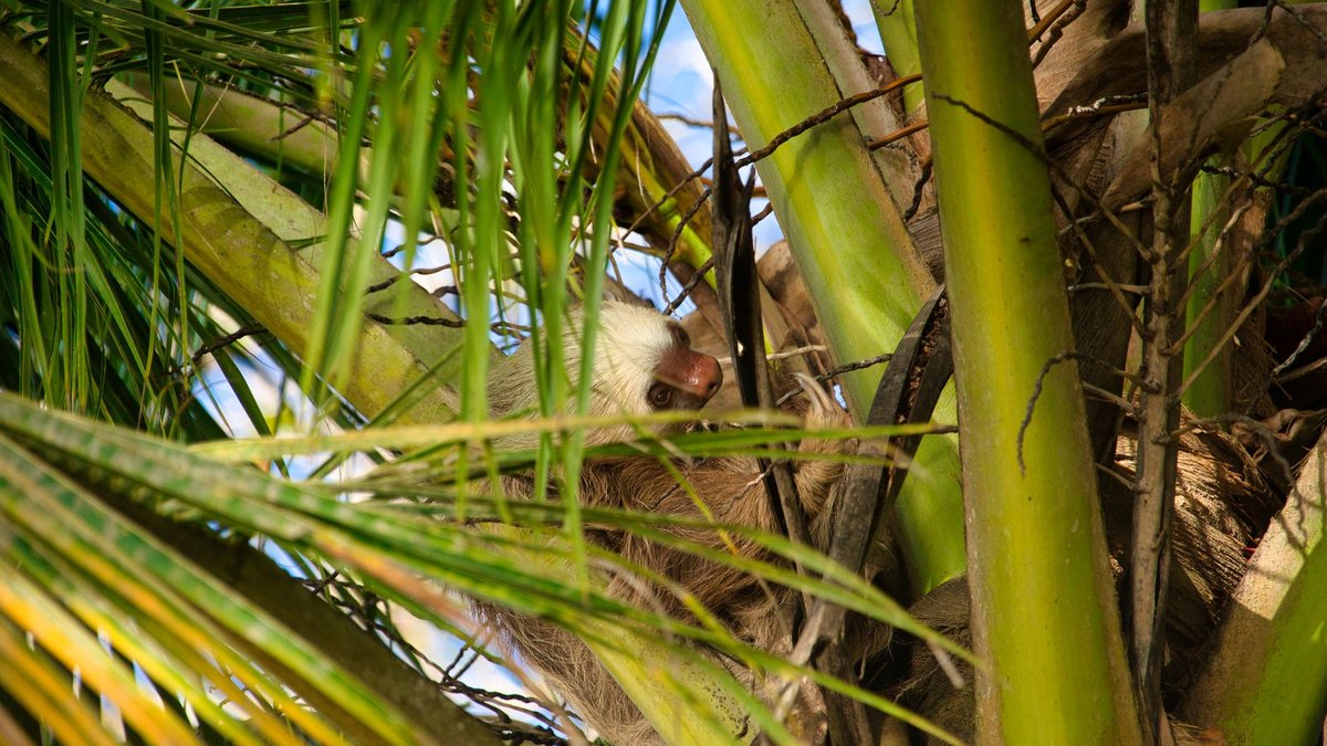 Why Do Sloths Move So Slowly? Energy, Not Laziness.
