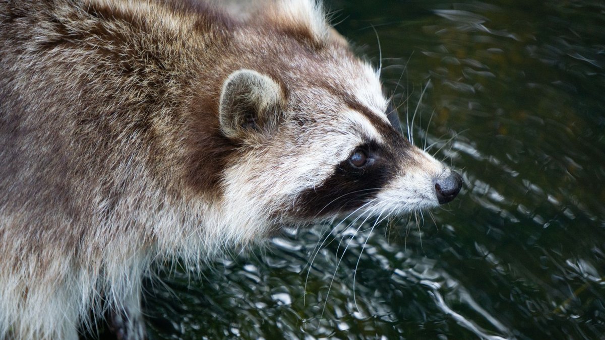 Why Do Raccoons Wash Their Food? The Real Answer Isn't What You Think