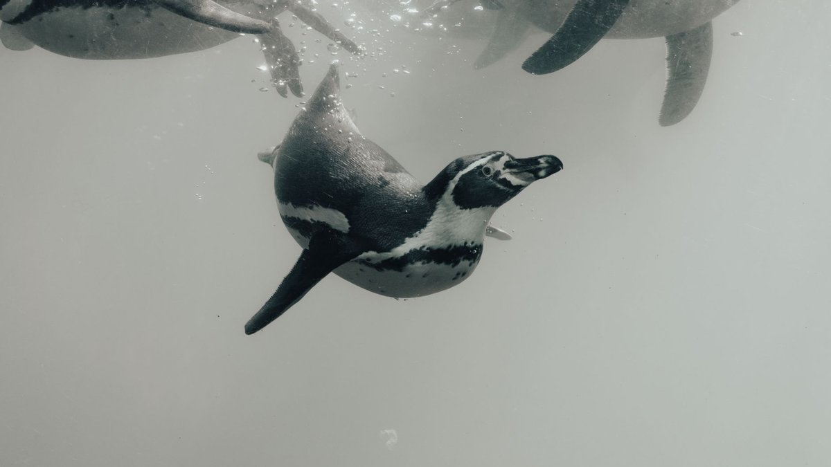 Why Do Penguins Live in Antarctica? They Never Left