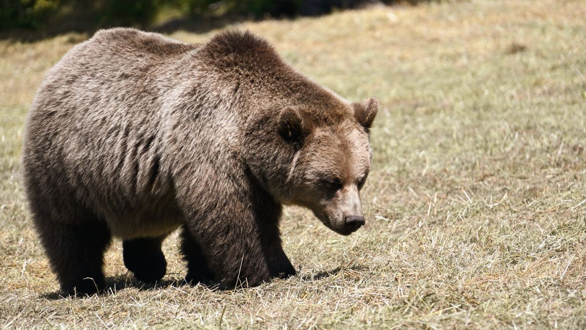 The Grizzly Bear's One Truly Unbeatable Move