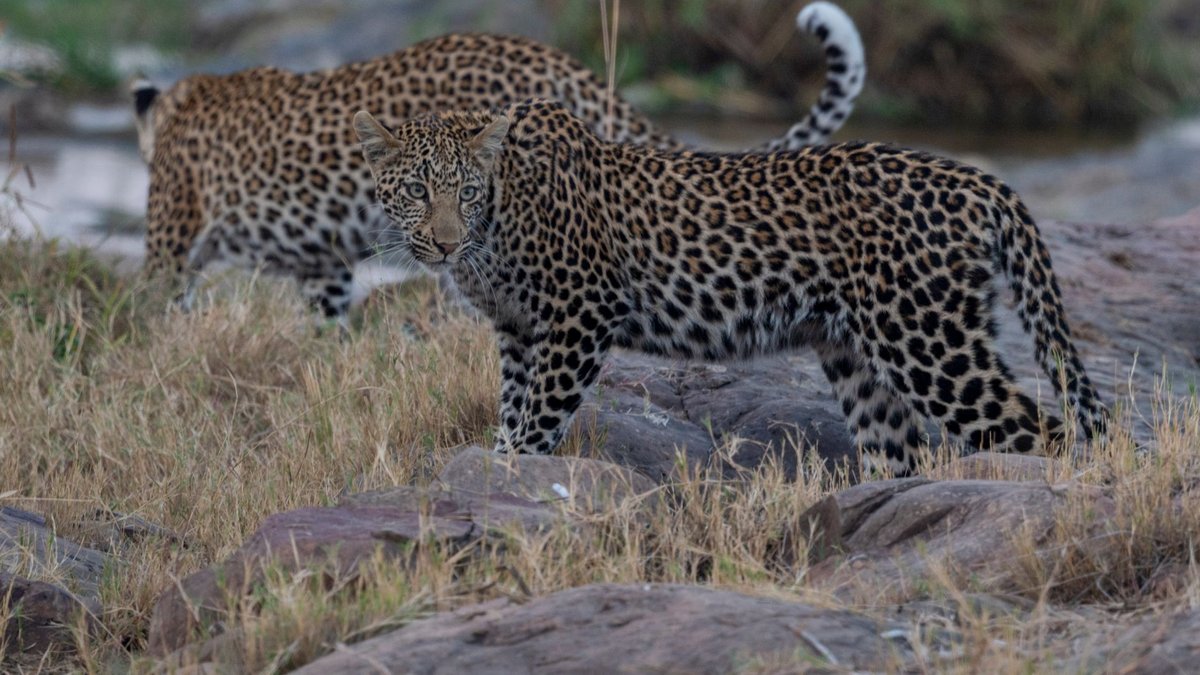 When Utah Newspapers Debated the Leopard Question