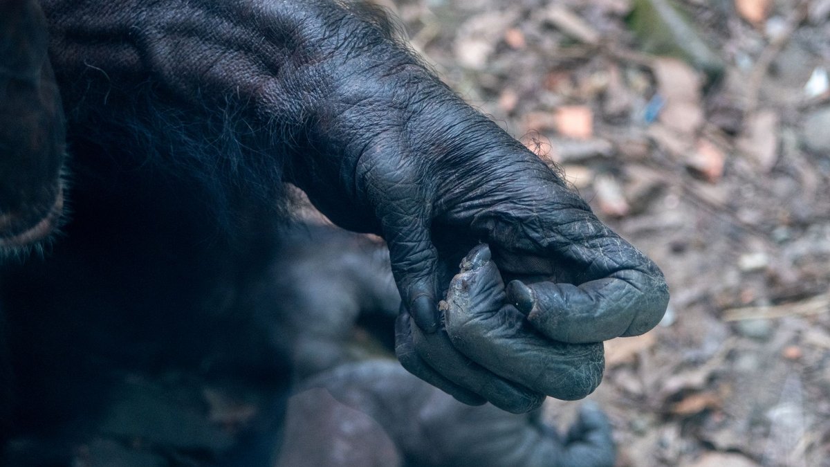 What a Chimpanzee's Grip Can Teach Us About Strength