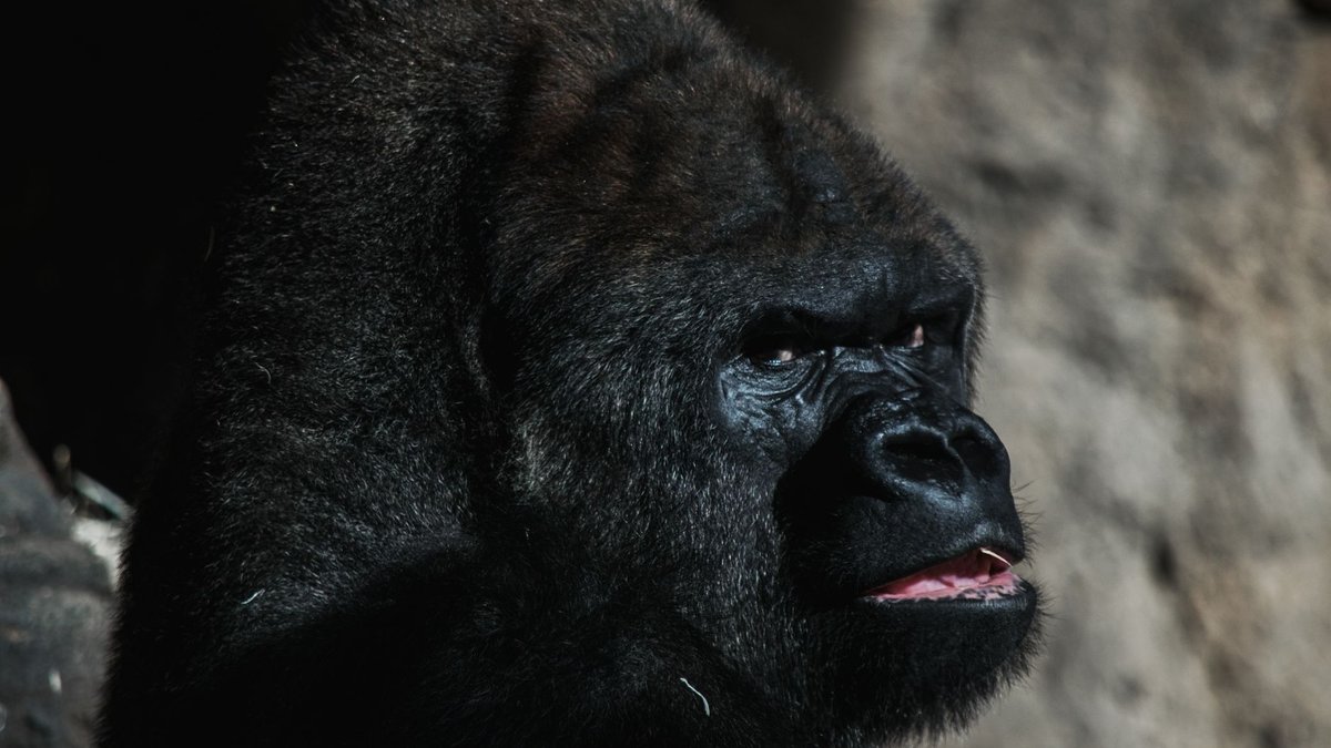 How Strong Is a Chimpanzee? 5 to 7 Times Stronger Than You