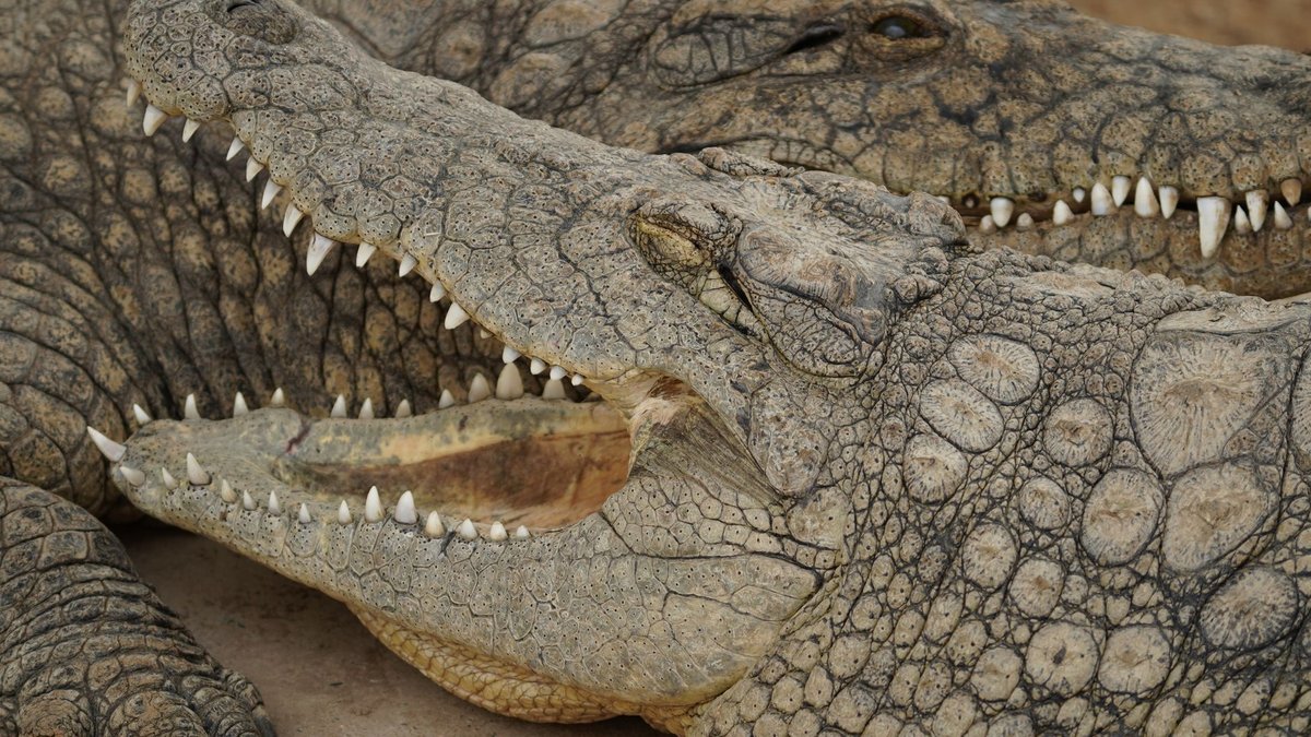 How Strong Is a Crocodile Bite? Strong Enough to Crush a Car