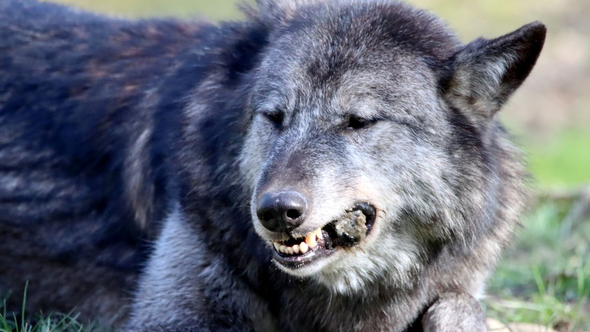 The Wolf's Bite Crushes Harder Than You'd Think