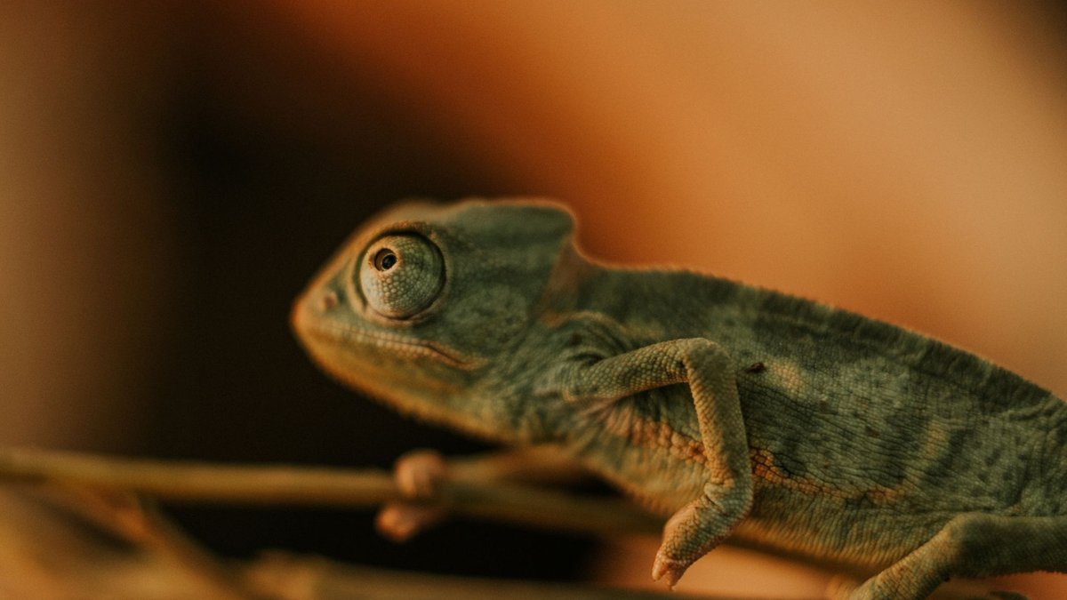 A Chameleon Showed Up in Wyoming in 1912. Nobody Knew What to Do.