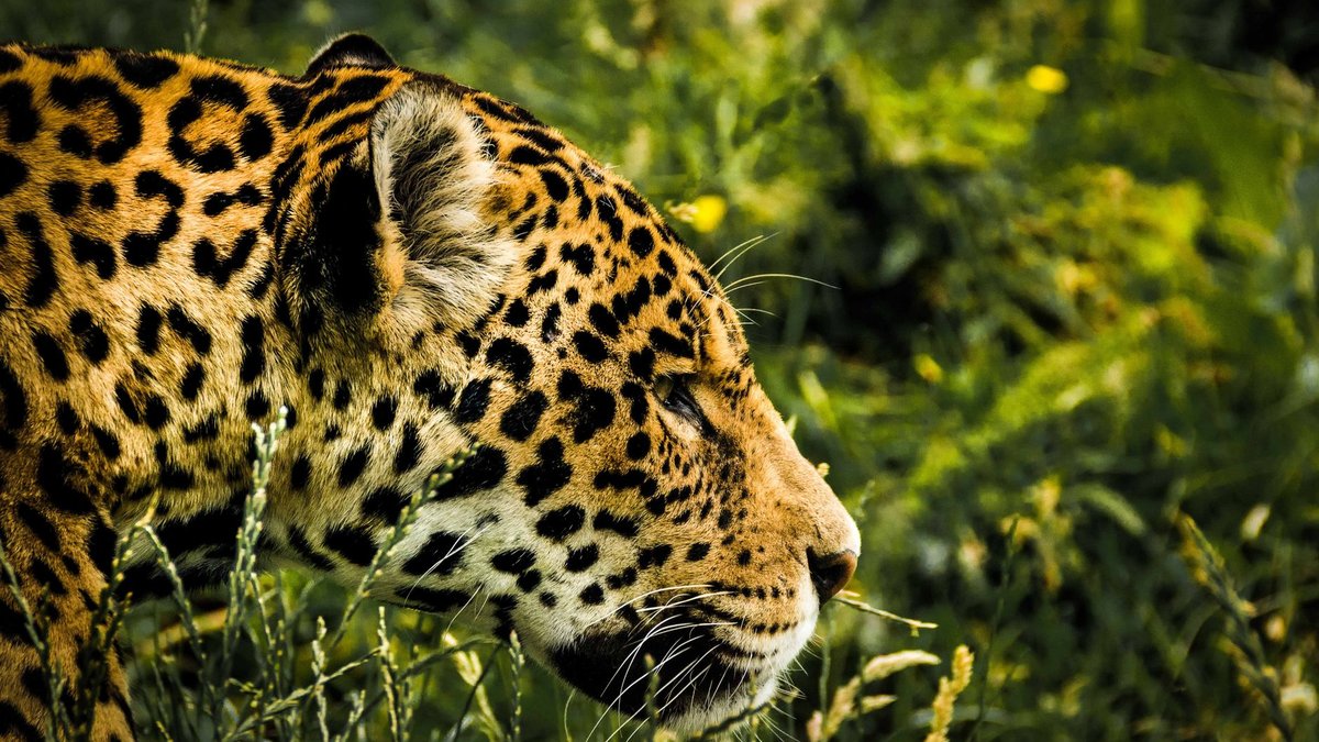 How Strong Is a Jaguar's Bite? Strong Enough to Pierce Skulls