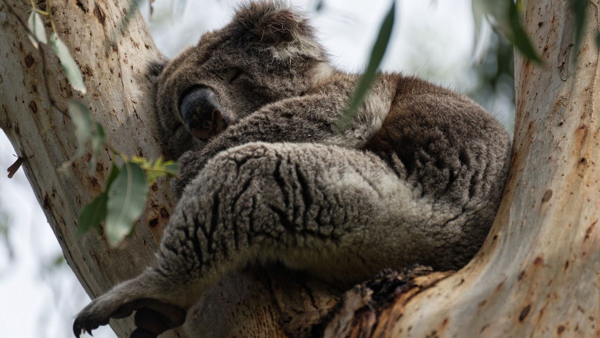 Why Koalas Sleep More Than Almost Any Animal