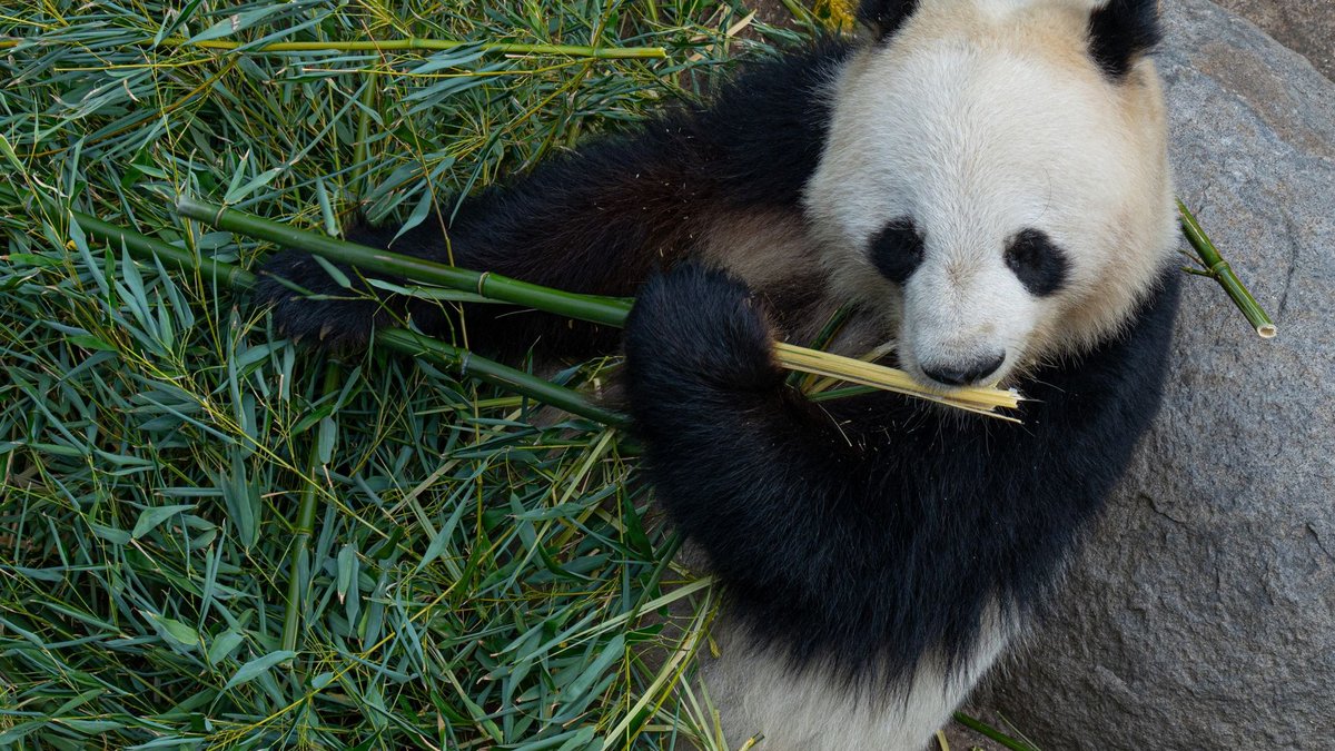 Why Giant Pandas Are Shockingly Bad at Being Pandas