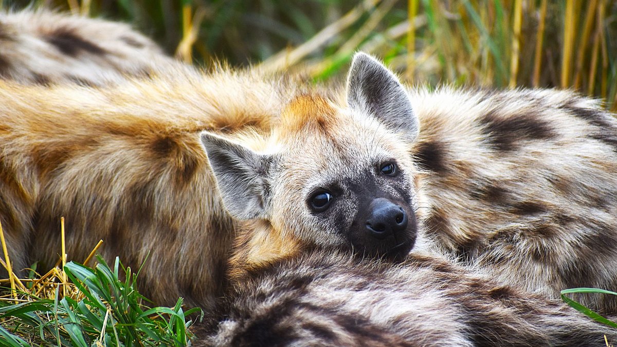 What a 1902 Newspaper Got Wrong About Hyenas