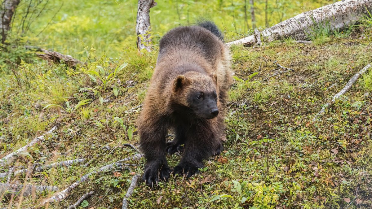 How Strong Is a Wolverine? Strong Enough to Drag a Moose