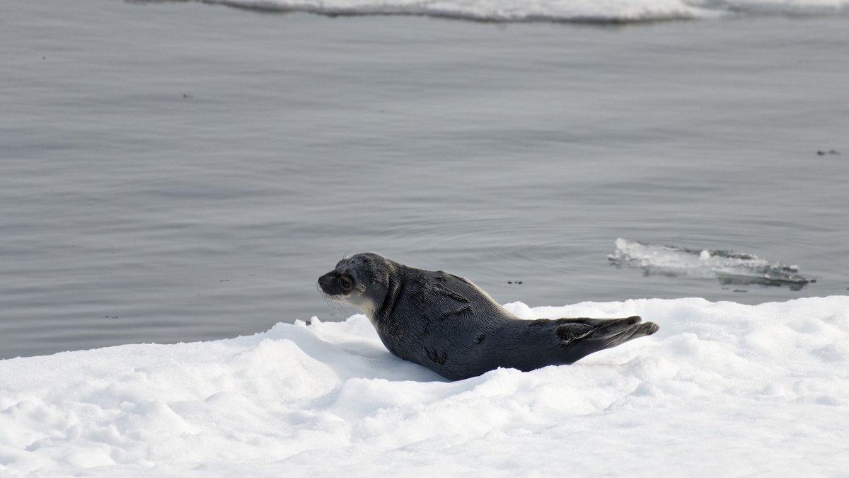 The Seal That Dives Deeper Than Any Other Mammal