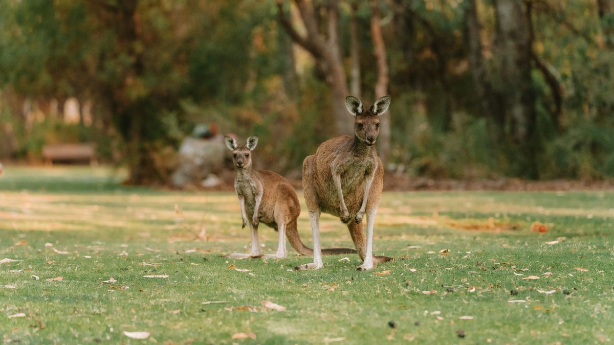 When Americans First Learned Kangaroos Were Real