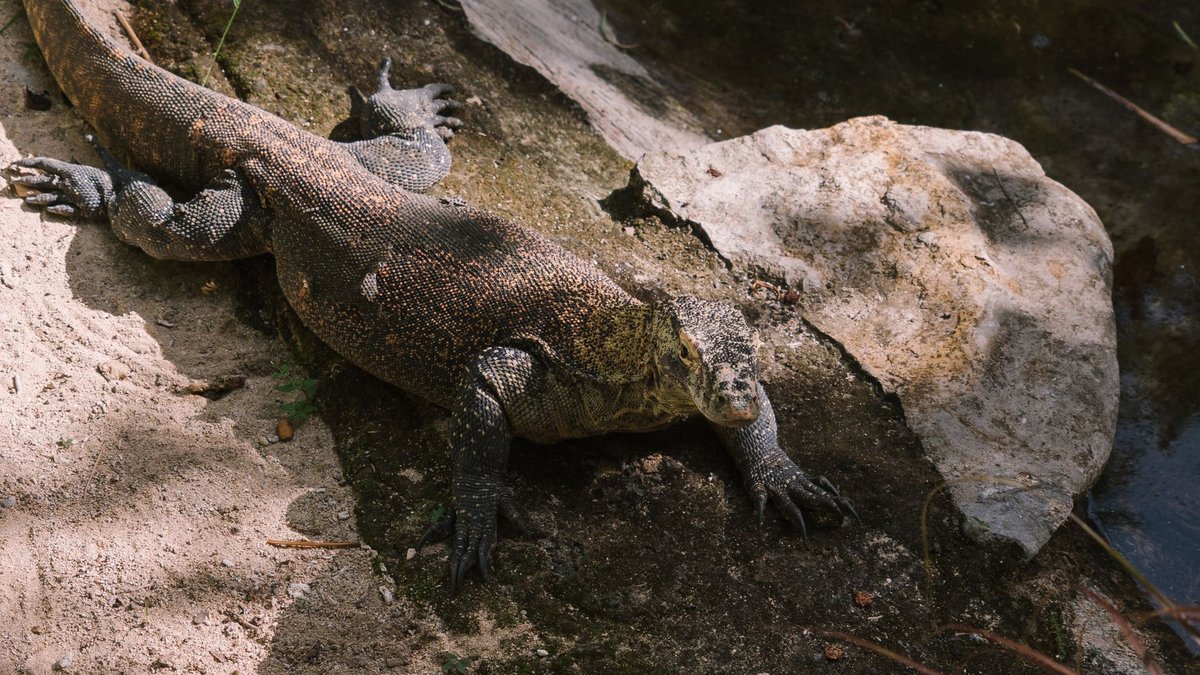 When Komodo Dragons First Made American Headlines