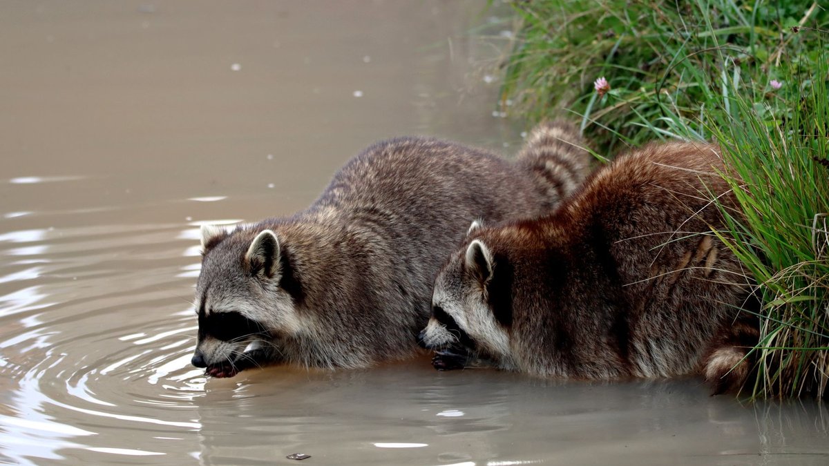 The Raccoon's Hands Are Smarter Than You Think