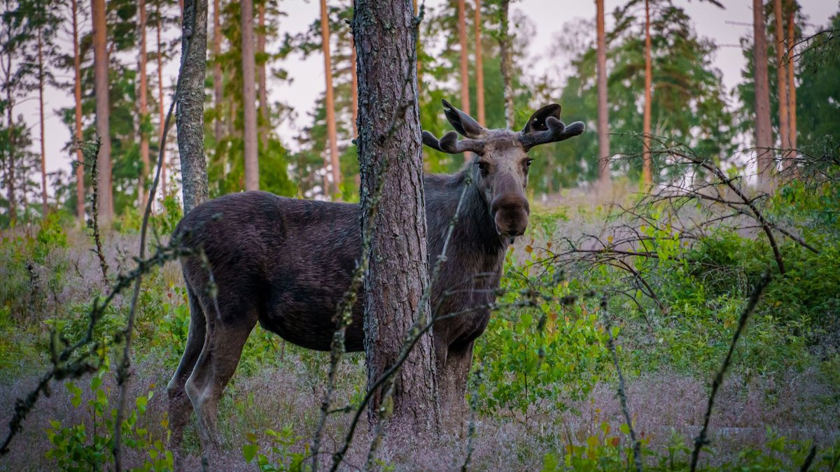 How Big Do Moose Get? Big Enough to Stop a Train