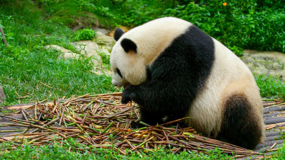 How Much Bamboo Does a Giant Panda Eat? Up to 40 Pounds Daily