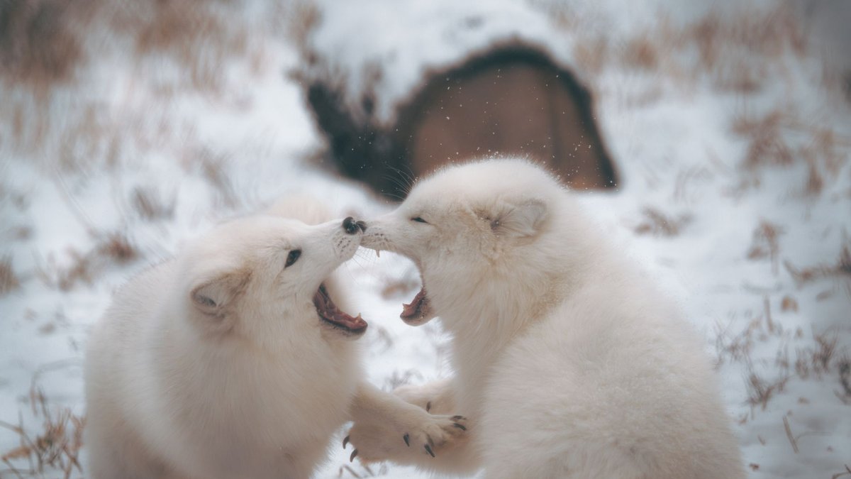 The Arctic Fox's Ears Hear What We Never Could