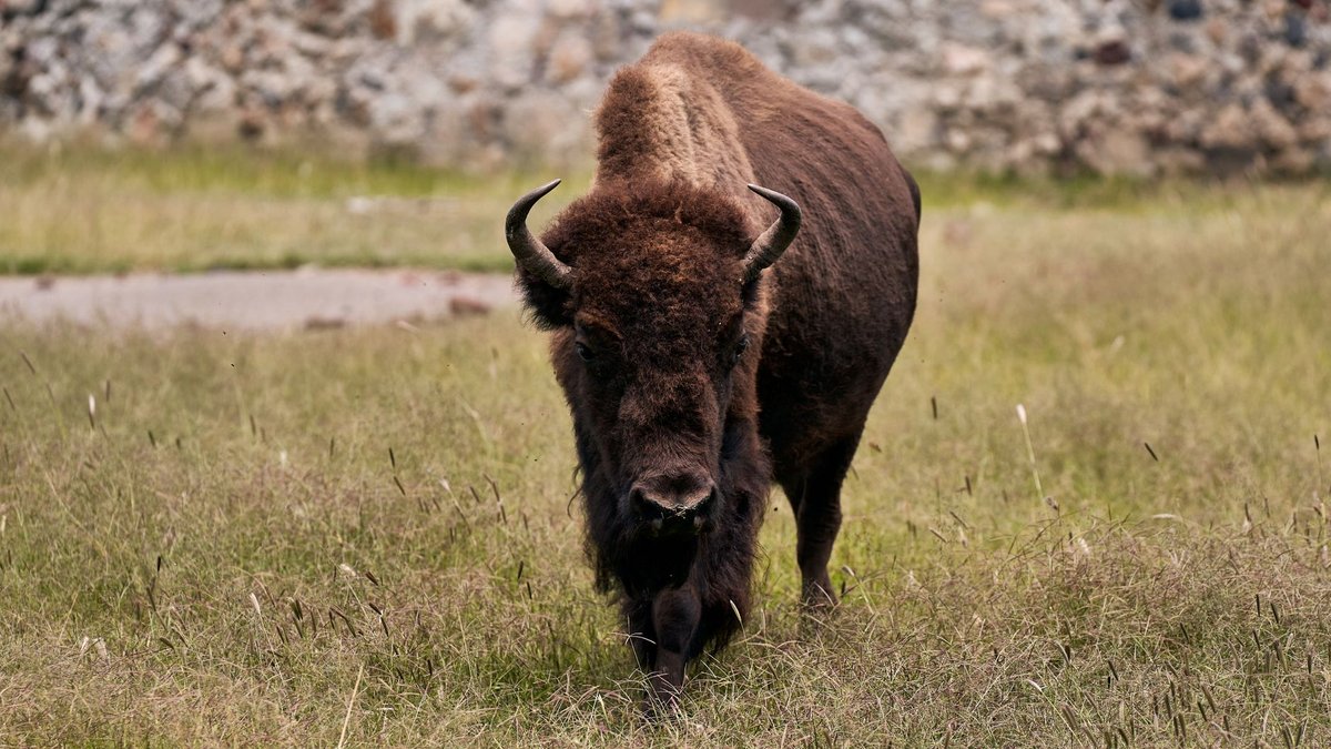 The Animal That Can Clear a Fence Backwards