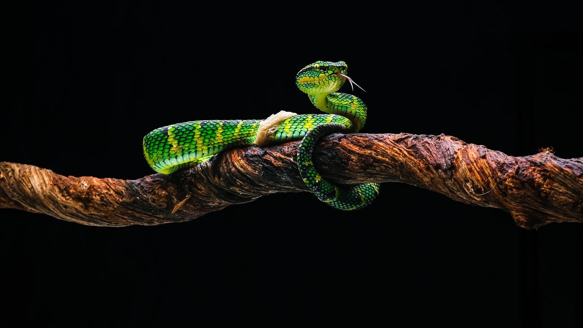 The Snake That Hunts in Complete Darkness