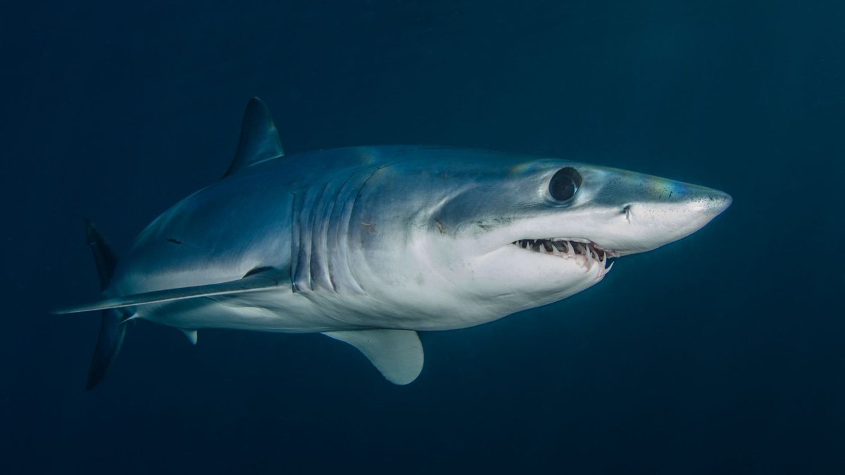 How Fast Can a Shark Swim? Faster Than You'd Escape
