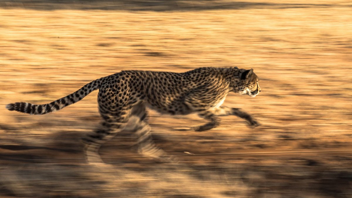 The Cheetah's One Trick, Perfected to Absurdity