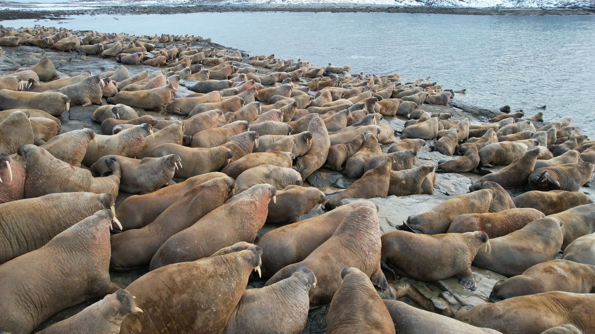 The Walrus's Tusks Can Haul Half a Ton