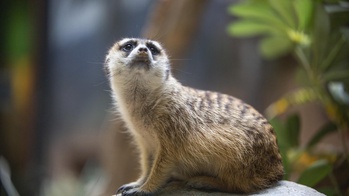 Why Meerkats Stand Guard Like Tiny Sentries