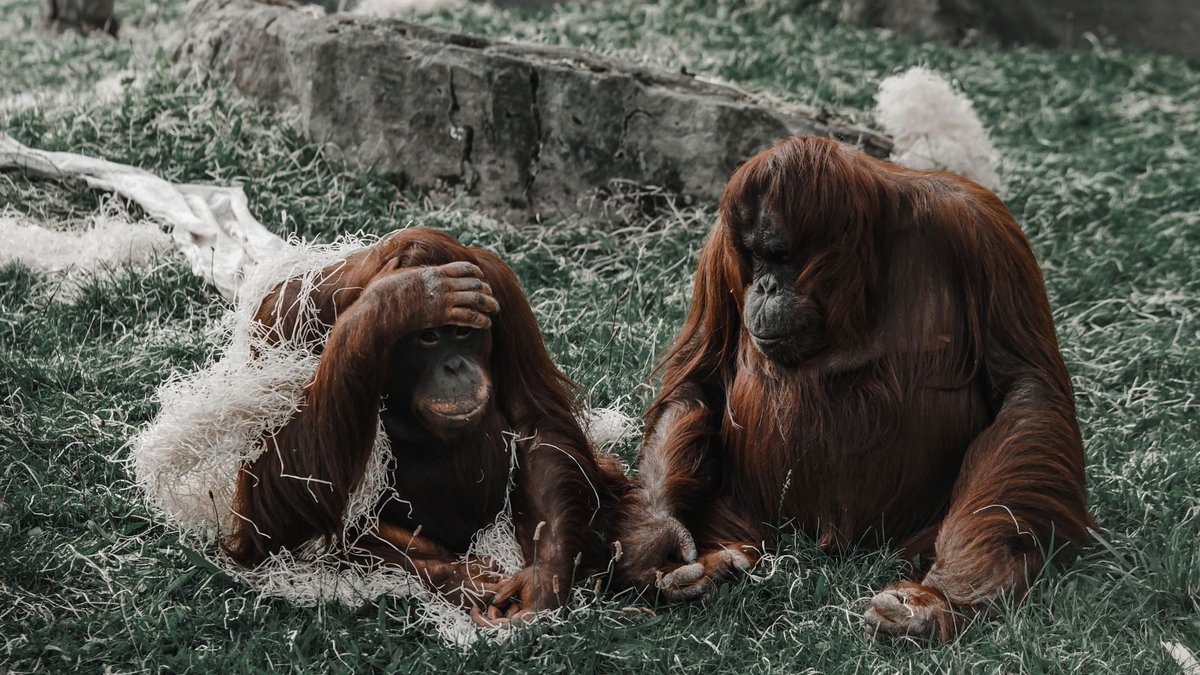 What a 1936 Texas Newspaper Told Readers About Orangutans