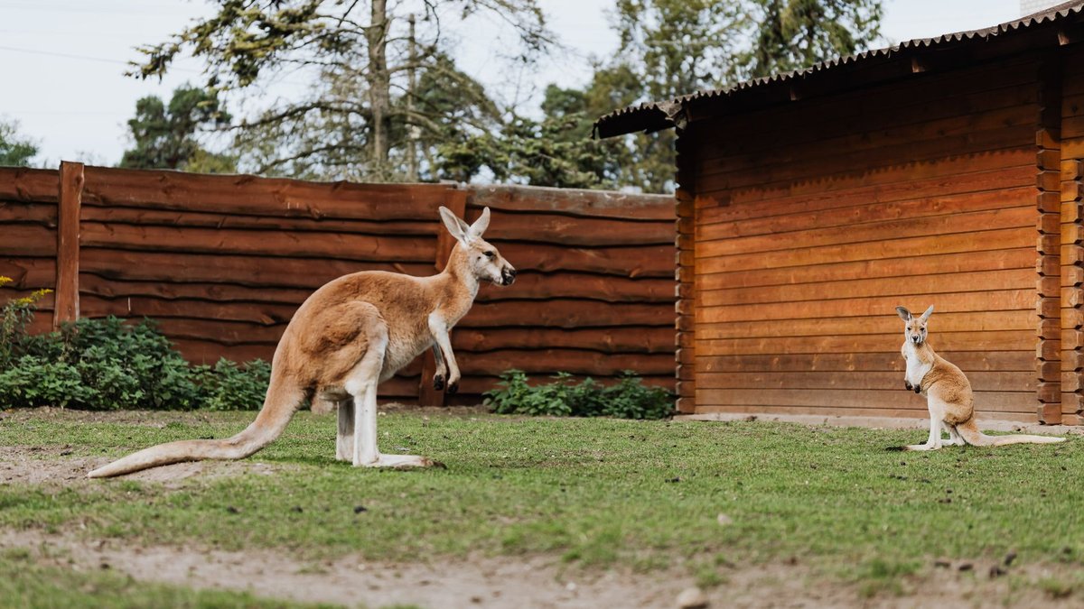 How a Kangaroo Bounds Faster Than You Can Sprint