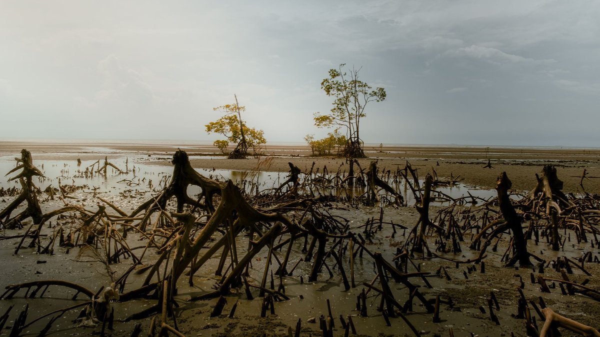 The Trees That Breathe Like Fish