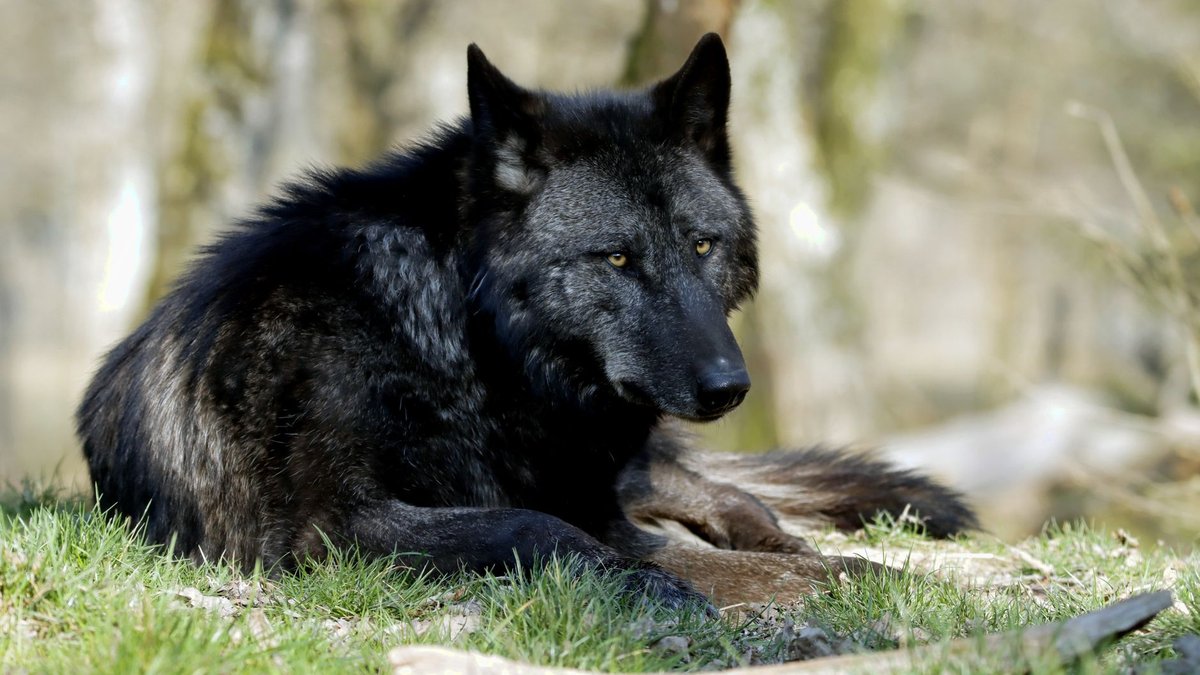 When Washington Offered Bounties for Wolf Pelts