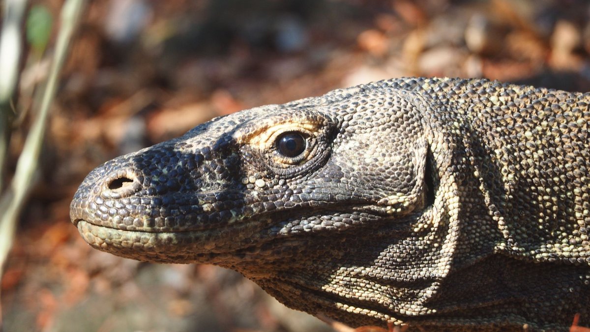 The Komodo Dragon's Venom Surprise