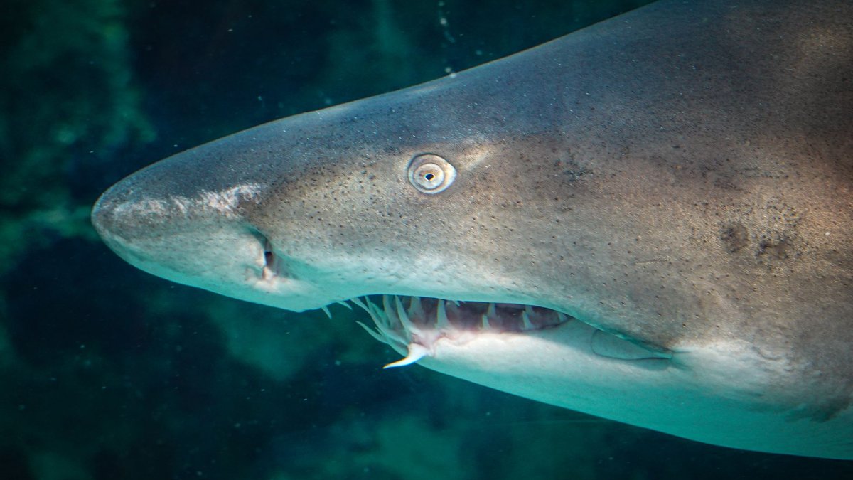 The Shark That Never Stops Swimming