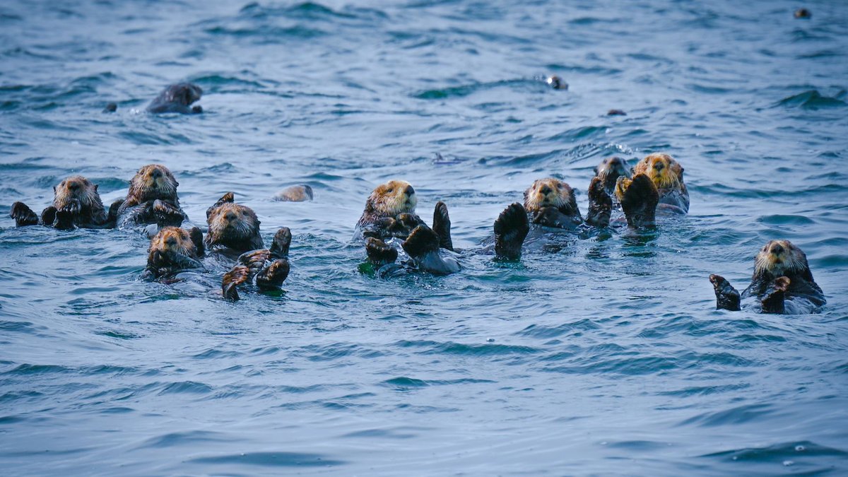 How Strong Is a Sea Otter? Strong Enough to Crack Anything