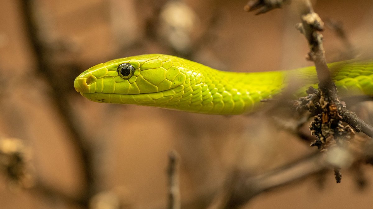 What's the Fastest Snake in the World? It Can Chase You Down.