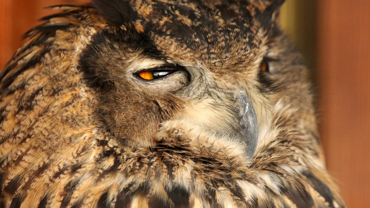 How Fast Can Owls Turn Their Heads? 270 Degrees in a Blink