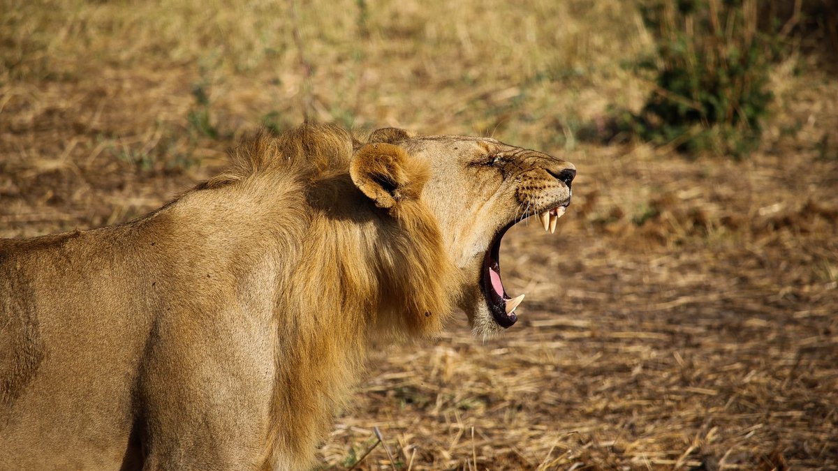 A Lion's Roar Travels Five Miles Through the Dark