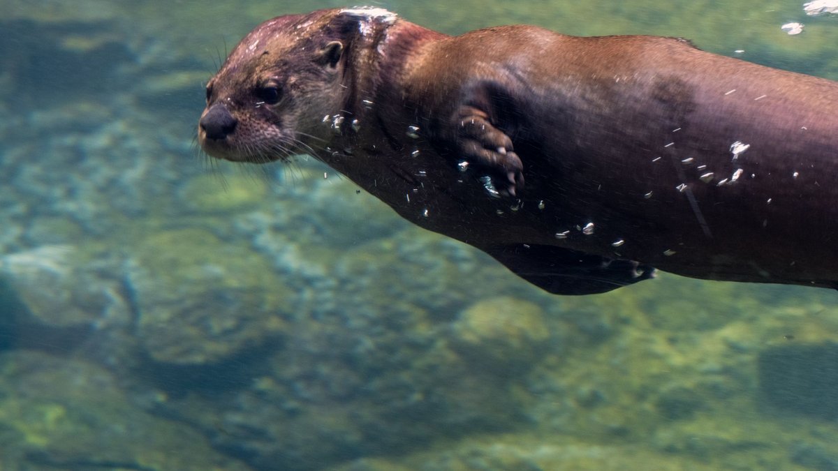 Sea Otters Hold Their Breath Longer Than You'd Think