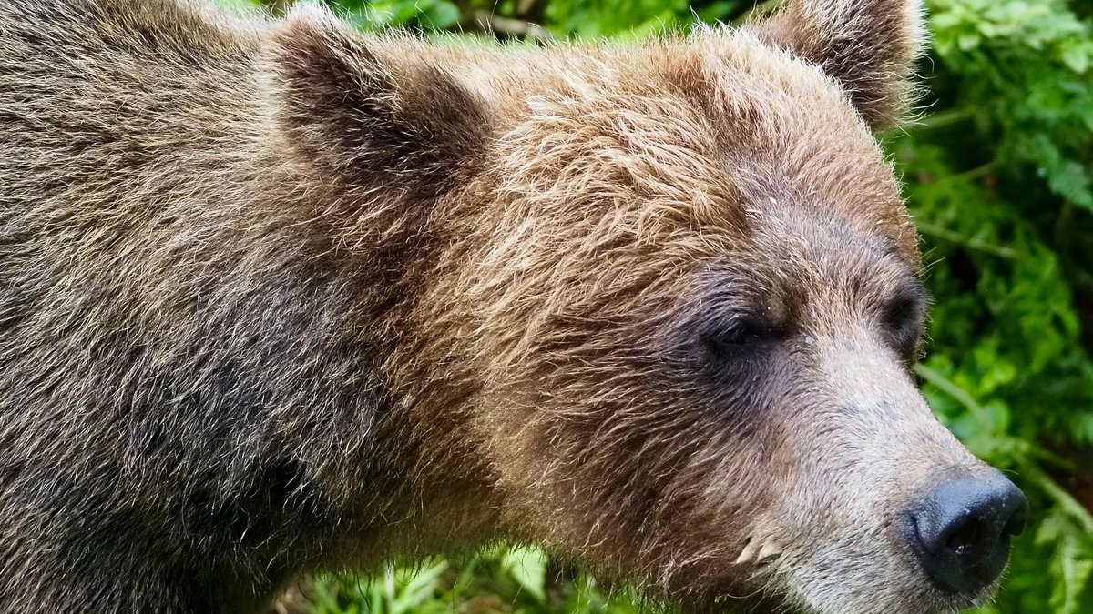 How Strong Is a Grizzly Bear? Strong Enough to Flip a Car