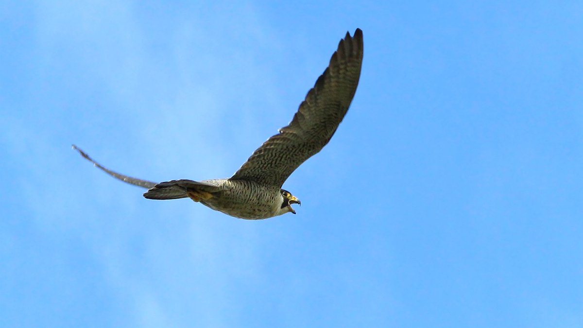 The Peregrine Falcon's Unmatched Dive Speed