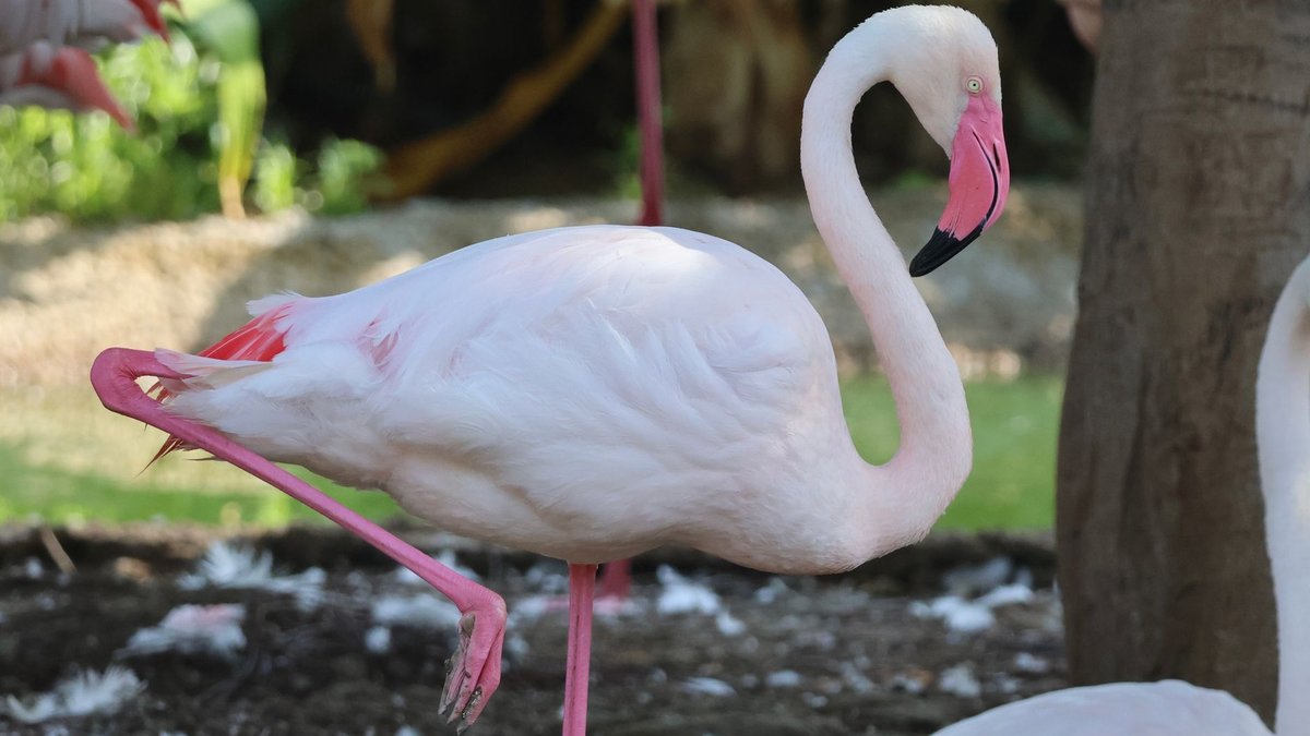 How Long Can Flamingos Stand on One Leg? Hours at a Time