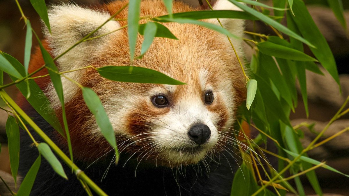 The Red Panda's Unlikely Superpower Is Pure Cuteness