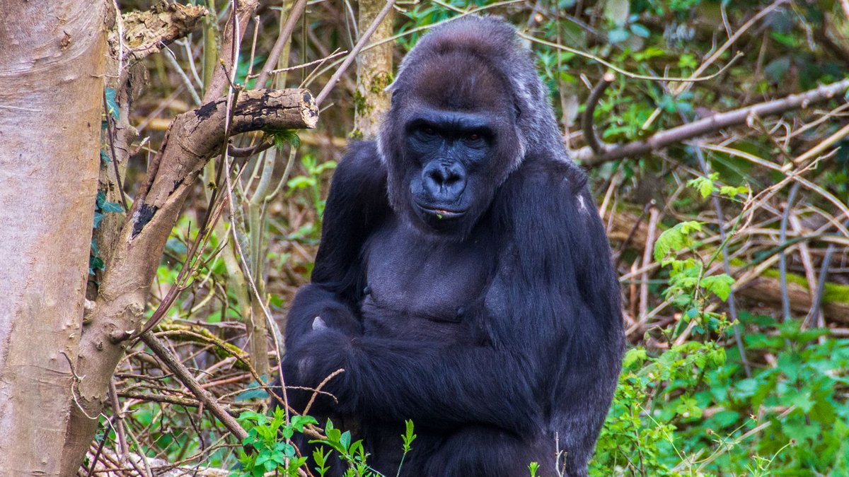 What a Gorilla's Grip Can Actually Do