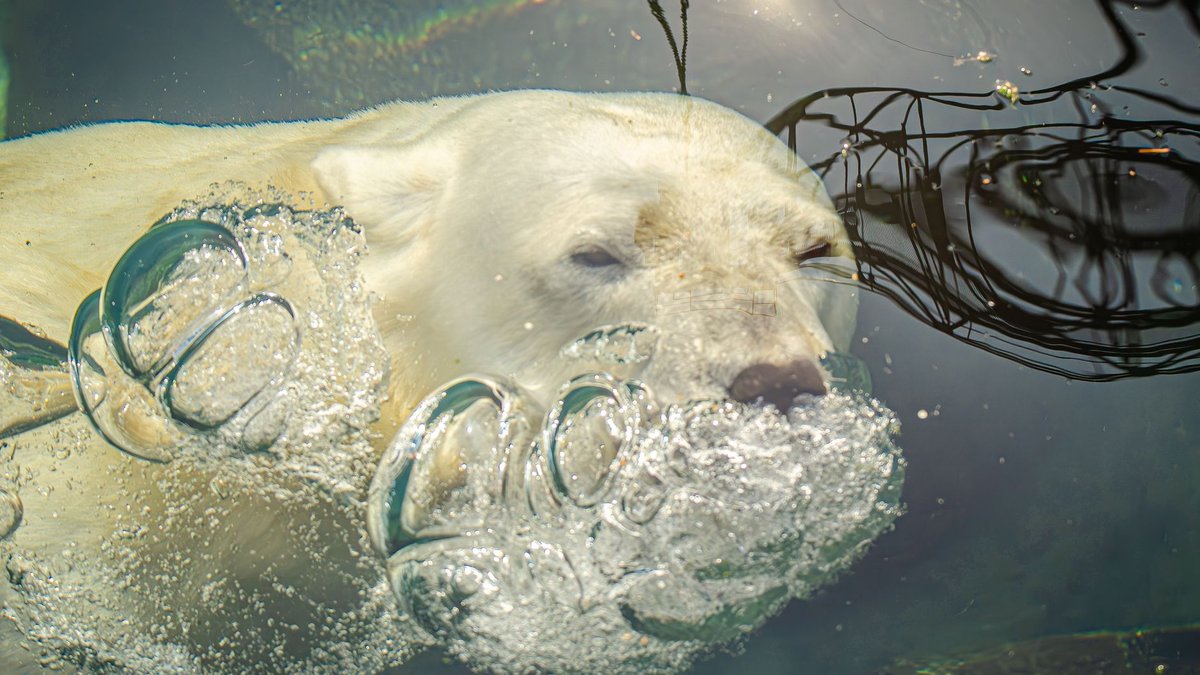 How Strong Is a Polar Bear? Strong Enough to Crush a Seal's Skull