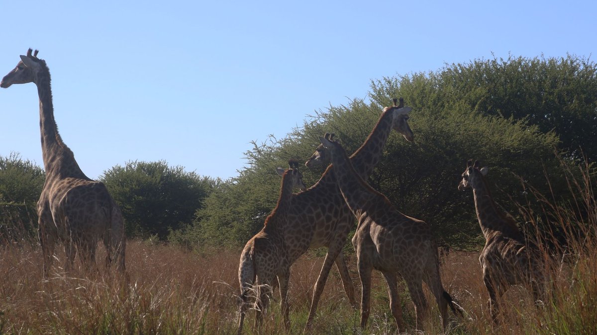 How Tall Can a Giraffe Grow? Up to 18 Feet
