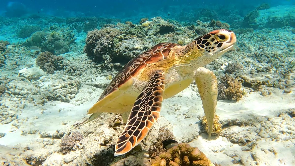 How Long Can Sea Turtles Hold Their Breath? Hours, Not Minutes
