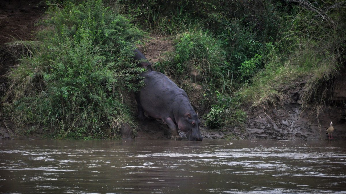 When Montana Newspapers Got Excited About a Hippo