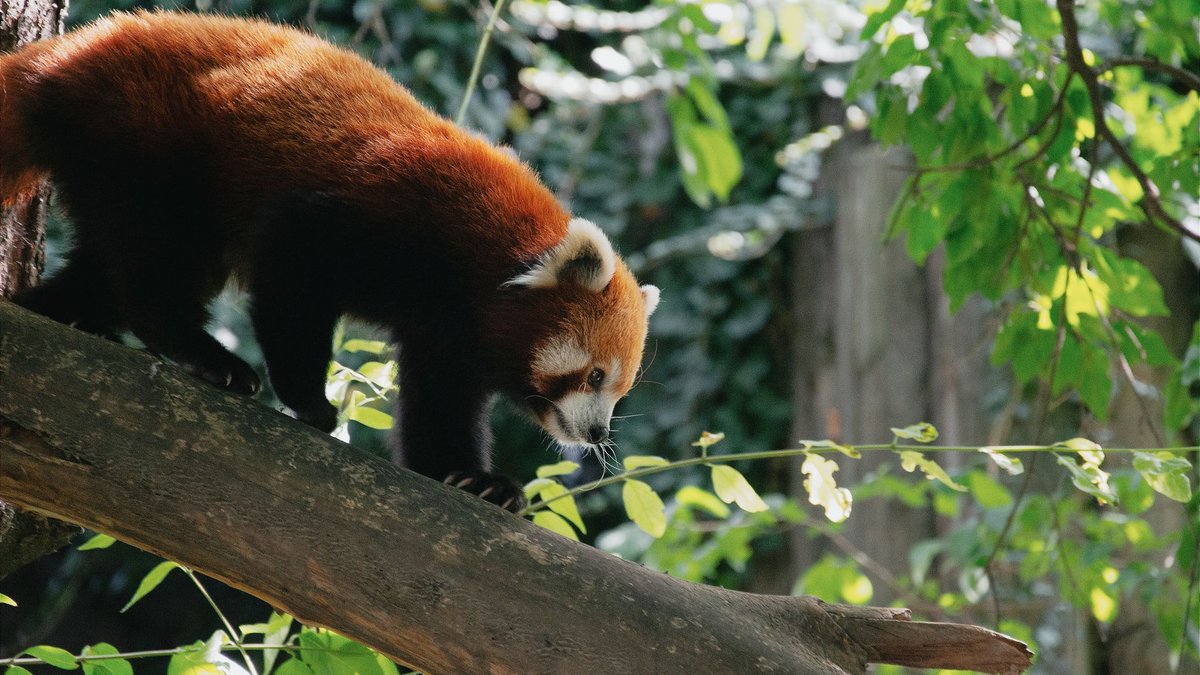 The Red Panda's Unlikely Survival Trick