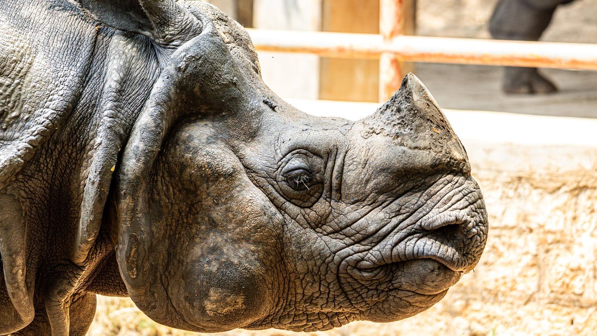 A Rhino's Horn Grows Faster Than Your Fingernails